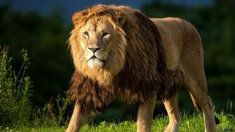 Wallpaper Lion Hunting X HDtv 1080p Desktop