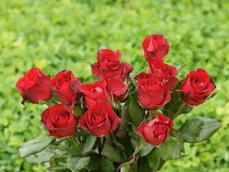 Rose Wallpaper Of Roses Photos With Heart