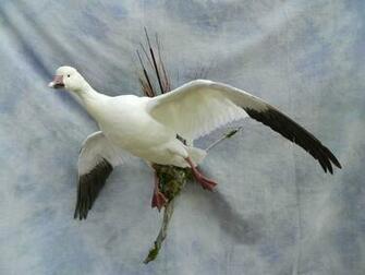 Snow Goose Wallpaper