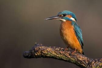 Beautiful Image From Ubuntu Wallpaper Contest
