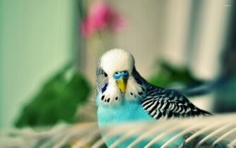 Parakeet Wallpaper Animal