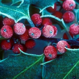 Winter Holly Berries iPadwallpaper Me