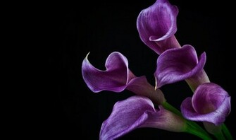 Purple Lillies With Black Background Desktop Wallpaper