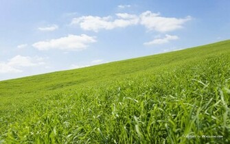 Summer Grassland Landscapes Green Widescreen Wallpaper