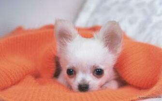 The Sweet Chihuahua Chihuahuas Wallpaper