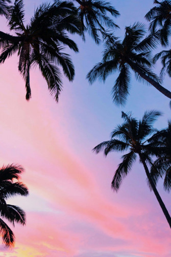 Sunset With Palm Tree Wallpaper