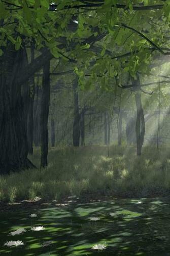 Forest Simply Beautiful iPhone Wallpaper