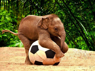 Cute Baby Animal Wallpaper