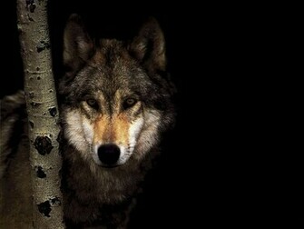 Wolf Wallpaper HD In Animals Imageci