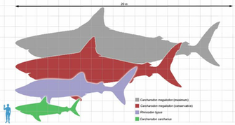 Megalodon Scale Wallpaper For iPhone Sharks HD Females