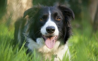 Animal Border Collie Wallpaper