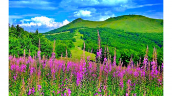 Wyoming Scenery Spring S 4k Wallpaper