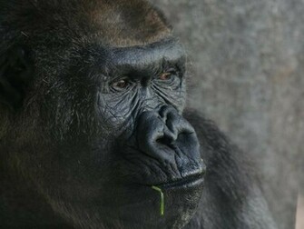 Gorilla Ape Wallpaper