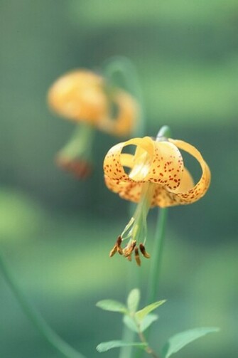 Tiger Lily Flower iPhone HD Wallpaper