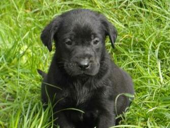 Pictures Of Black Labs Puppies Desktop Background