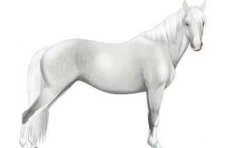Wallpaper Horse White Background Angled Image For Desktop