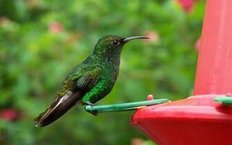 One Colibri Wallpaper By Cahilart
