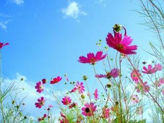 Beautiful Flowers In Sky Background