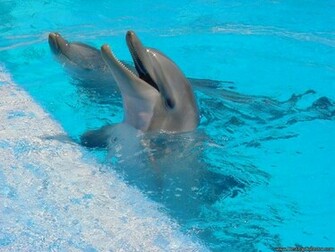 Dolphin Wallpaper Desktop