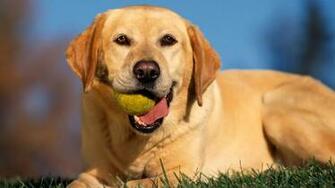 Desktop Wallpaper Gallery HD Notebook Labrador Retriver
