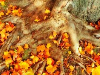 Fall Thanksgiving Wallpaper