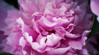 Flower Peony HD Wallpaper Background