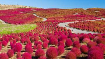 Kochias Hill In Autumn At Hitachi Seaside Park Ibaraki Prefecture