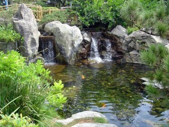 Koi Pond Wallpaper Zenakita
