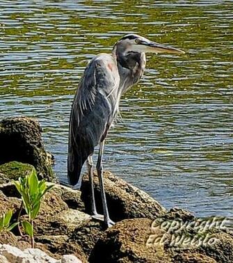 Great Blue Heron Photos Wallpaper The Fun Bank