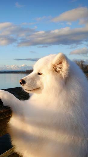 Wallpaper Samoyed Dog Muzzle Bushy iPhone