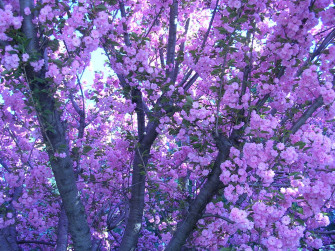 Aesthetic Vintage Purple Wallpaper