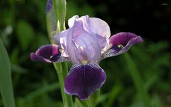 Iris Wallpaper Flower