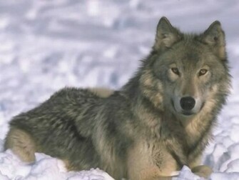 Wolf Wallpaper High Definition Cool Nature