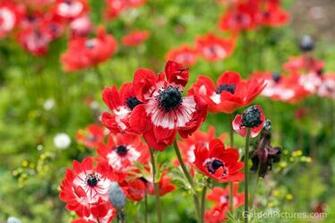 Anemone Flower Wallpaper Pic Sa
