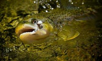 Amazing Fly Fishing Wallpaper Desktop Image Background