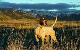 Wallpaper For Duck Hunting Dog