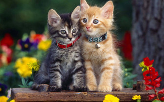 Beautiful Cats Wallpaper