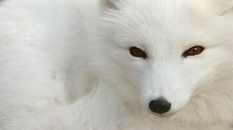 White Snow Fox Wallpaper By Udhao Net