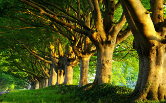 Spring Morning Wallpaper Top
