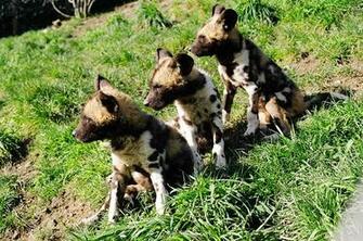 Wildlife Of The World African Wild Dog Wallpaper