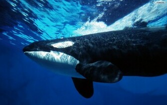 Youwall Big Whale Wallpaper