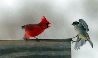Cardinal Bird Wallpaper