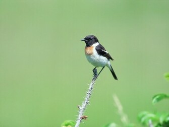 Beautiful Wallpaper For Desktop Birds HD