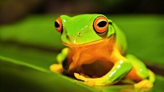 Frog Wallpaper HD Beautiful Desktop