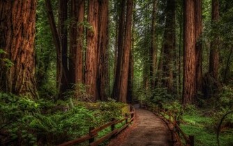 Muir Woods California Widescreen Wallpaper Wide Net