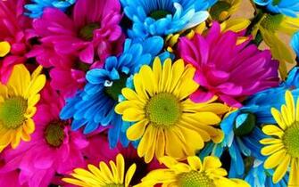 Multicolored Daisy Bouquet Wallpaper Freshwallpaper