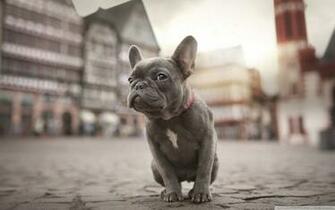Top Animals Cute Wallpaper And Theme In