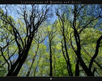 Foto Im Fr Hlingswald In Hoher Aufl Sung Herunterladen Wallpaper