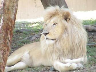 Sports White Lion HD Wallpaper