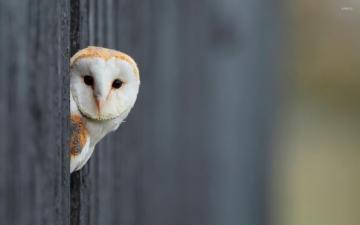 Barn Owl Wallpaper Top Background